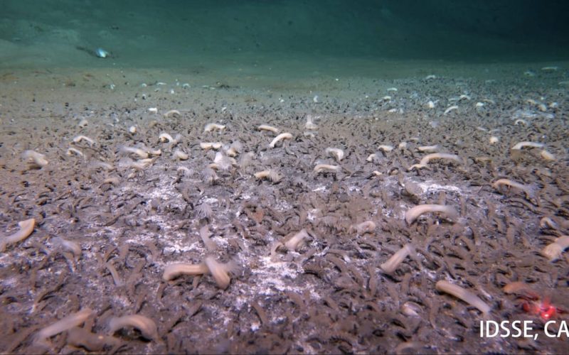 Cientistas encontram criaturas marinhas nas profundezas que desafiam modelos atuais da vida