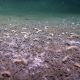 Cientistas encontram criaturas marinhas nas profundezas que desafiam modelos atuais da vida