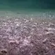 Cientistas encontram criaturas marinhas nas profundezas que desafiam modelos atuais da vida