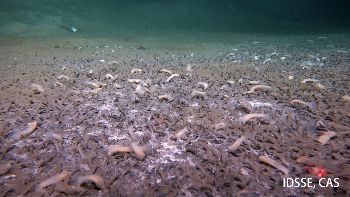 Cientistas encontram criaturas marinhas nas profundezas que desafiam modelos atuais da vida