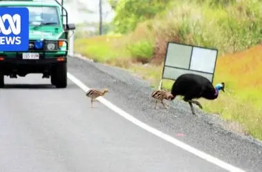 Teste com câmeras reduz mortes de aves gigantes nas estradas