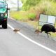 Teste com câmeras reduz mortes de aves gigantes nas estradas