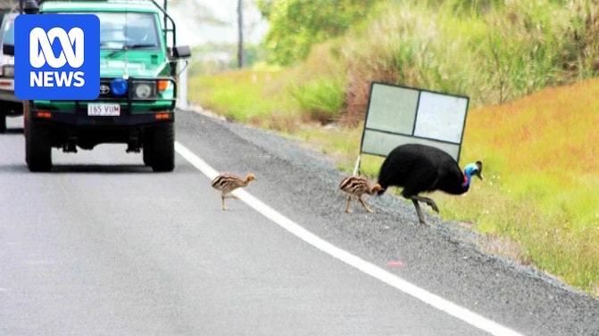Teste com câmeras reduz mortes de aves gigantes nas estradas