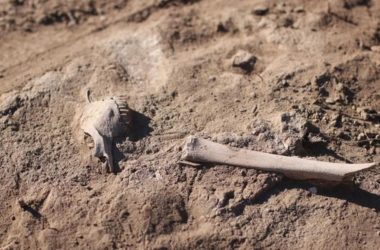 Ovelha de 4 mil anos revela a 1ª ligação entre rebanhos e a peste da Idade do Bronze.