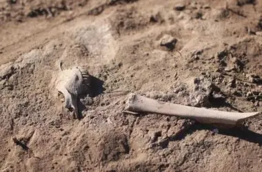 Ovelha de 4 mil anos revela a 1ª ligação entre rebanhos e a peste da Idade do Bronze.