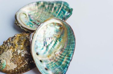 Conchas do mar inspiram uma solução inovadora para reciclar o plástico.