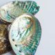 Conchas do mar inspiram uma solução inovadora para reciclar o plástico.