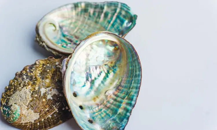Conchas do mar inspiram uma solução inovadora para reciclar o plástico.