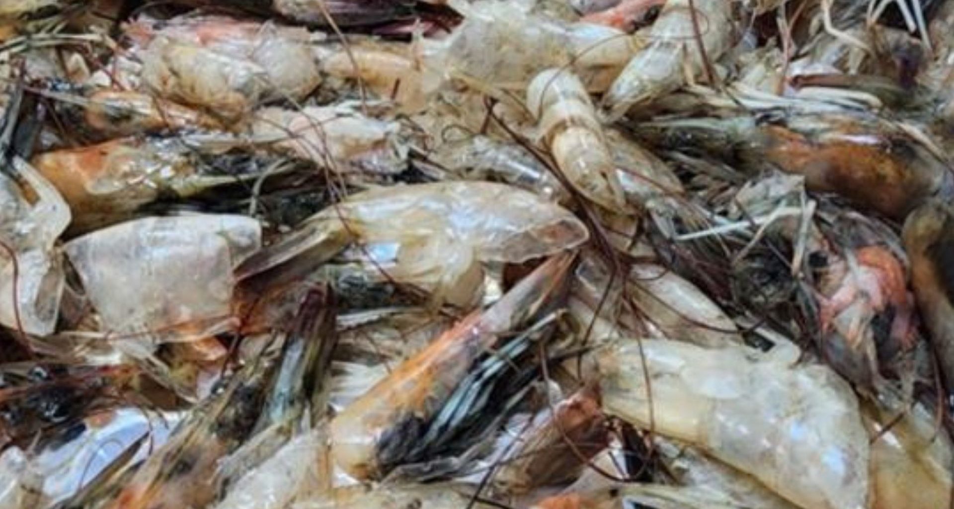 Cientistas transformam restos de frutos do mar em super material que absorve gás carbônico do ar