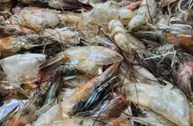 Cientistas transformam restos de frutos do mar em super material que absorve gás carbônico do ar
