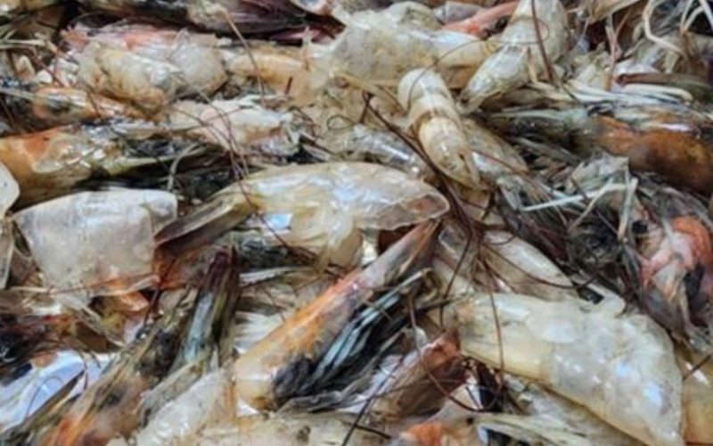 Cientistas transformam restos de frutos do mar em super material que absorve gás carbônico do ar