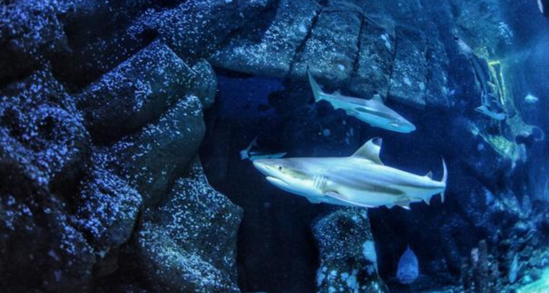 Tubarões podem perder suas mandíbulas por causa da acidificação dos oceanos, revela estudo
