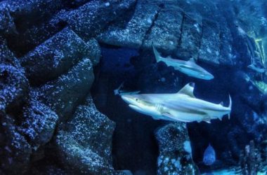 Tubarões podem perder suas mandíbulas por causa da acidificação dos oceanos, revela estudo