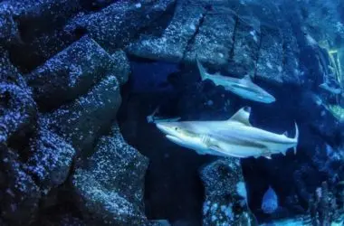 Tubarões podem perder suas mandíbulas por causa da acidificação dos oceanos, revela estudo