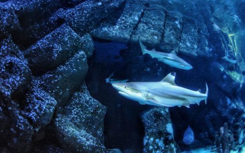 Tubarões podem perder suas mandíbulas por causa da acidificação dos oceanos, revela estudo