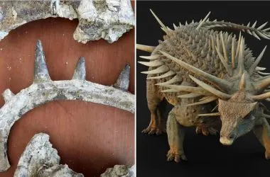 Espinhos gigantes, arma na cauda e escudos ósseos: Novos fósseis revelam dinossauro com armadura impressionante