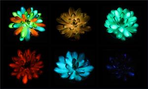 Suculentas que brilham no escuro e recarregam com a luz do sol
