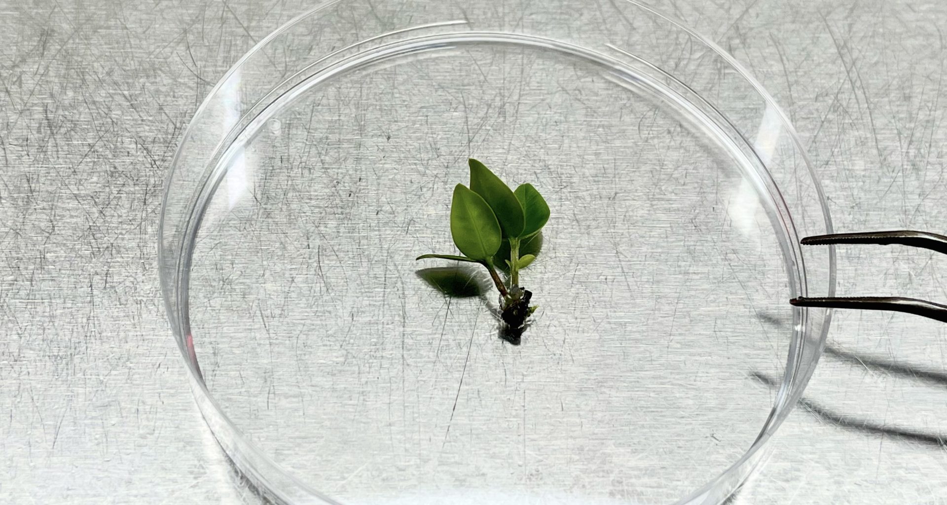 Cientistas correm contra o tempo para criopreservar uma árvore em risco crítico de extinção.