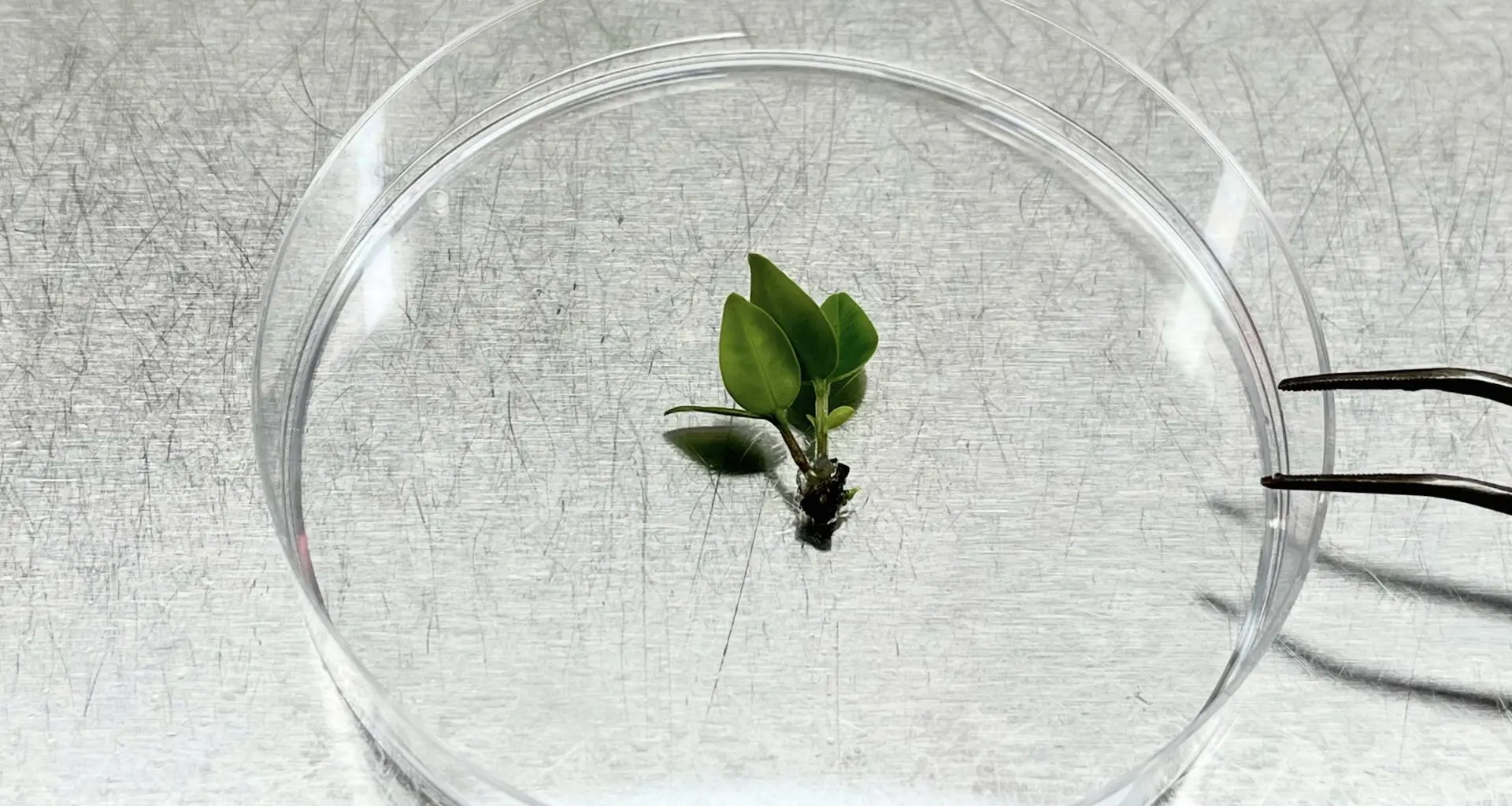 Cientistas correm contra o tempo para criopreservar uma árvore em risco crítico de extinção.
