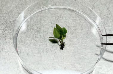 Cientistas correm contra o tempo para criopreservar uma árvore em risco crítico de extinção.