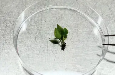 Cientistas correm contra o tempo para criopreservar uma árvore em risco crítico de extinção.