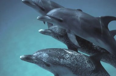 Inteligência Artificial pode ajudar os humanos a conversar com golfinhos?