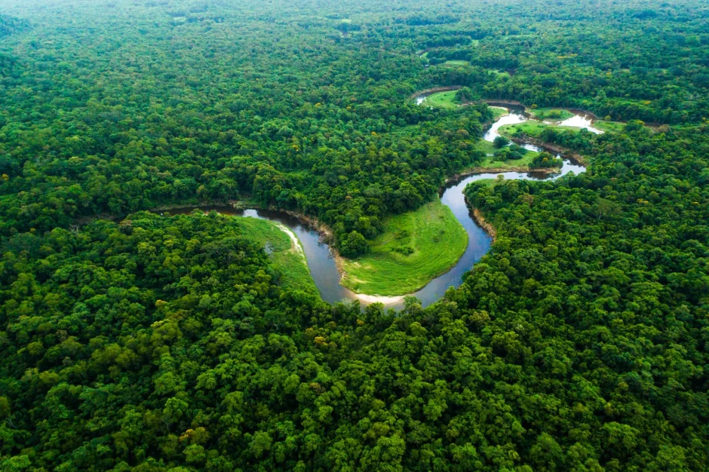 Entenda como o monitoramento florestal conjunto anunciado na COP30 fortalece o combate ao desmatamento na Amazônia