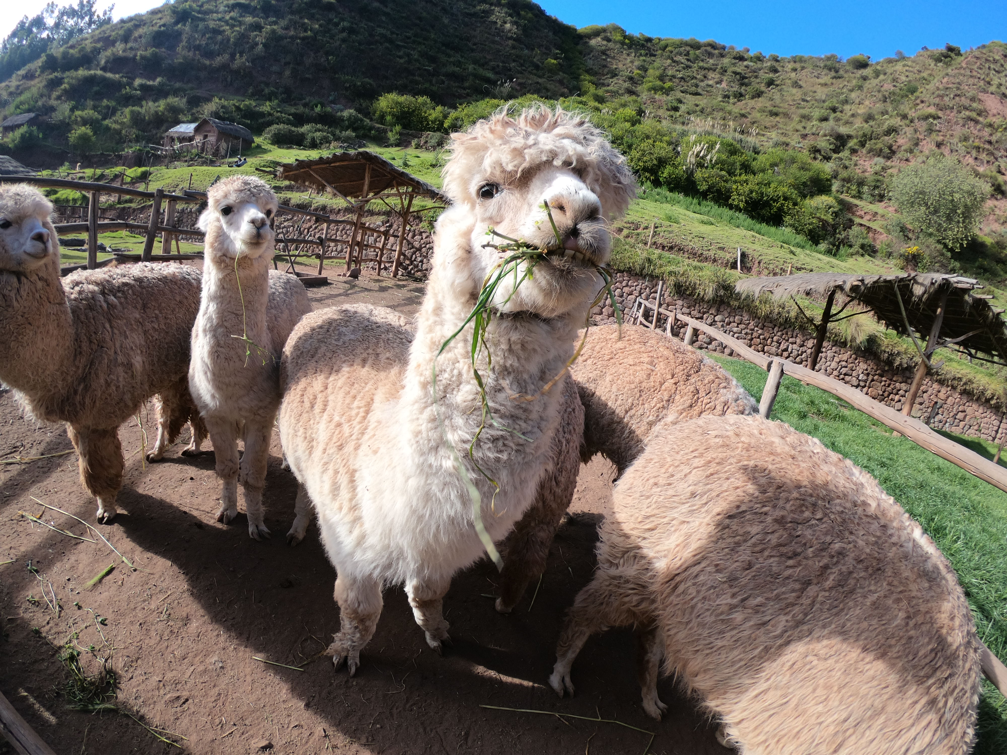 peru